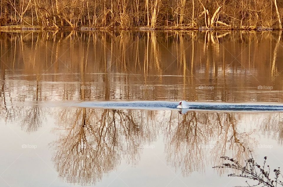 Muscovy, duck, muscovy duck, white, water, freshwater, red, feathers, float, floating, swim, swimming, lake, spring, thaw, tree line, trees, reflection, shore, shoreline, Holiday Lake, Missouri, brown,