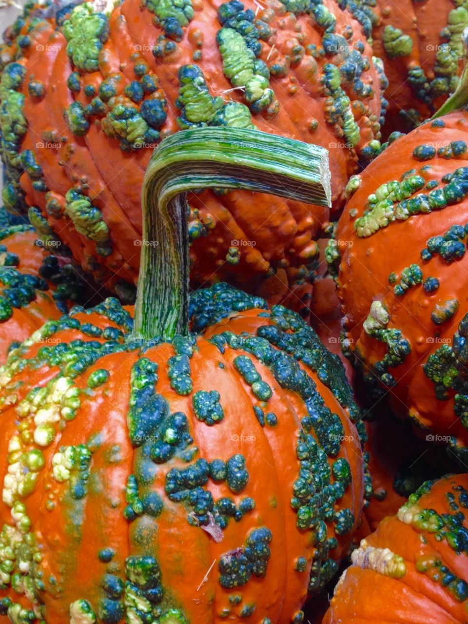 Knucklehead Pumpkins. Closeup of stacked Knucklehead pumpkins.