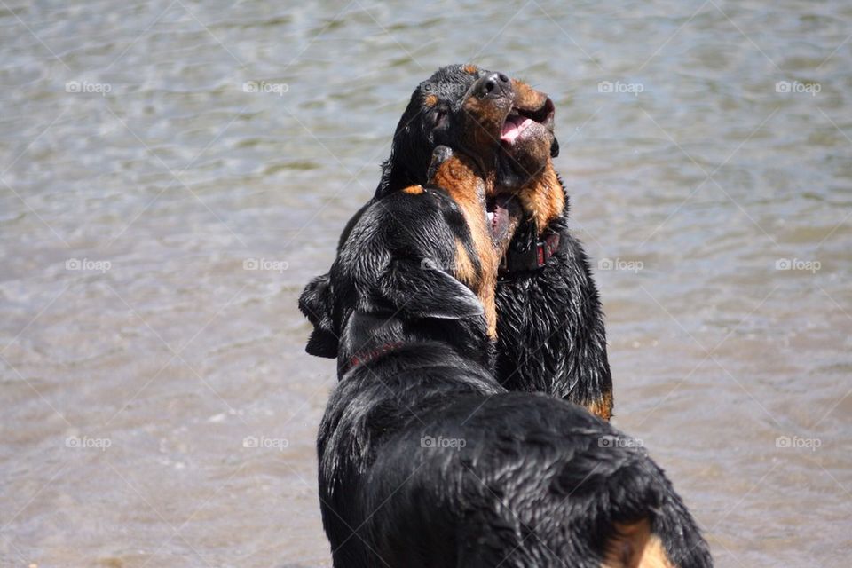 Rottweilers play time in the water