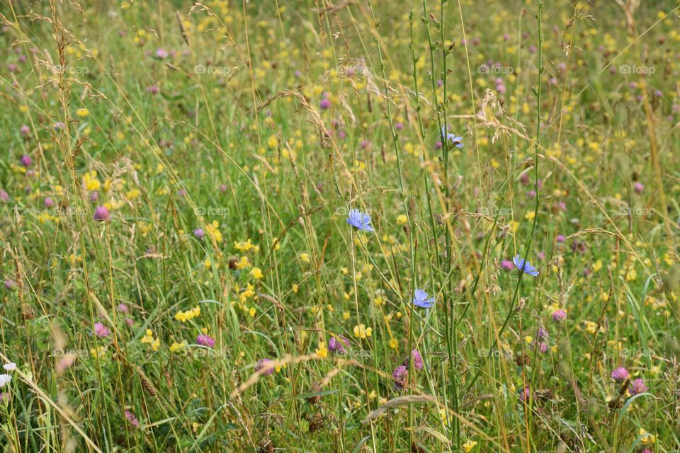 Wildflowers in the meadow