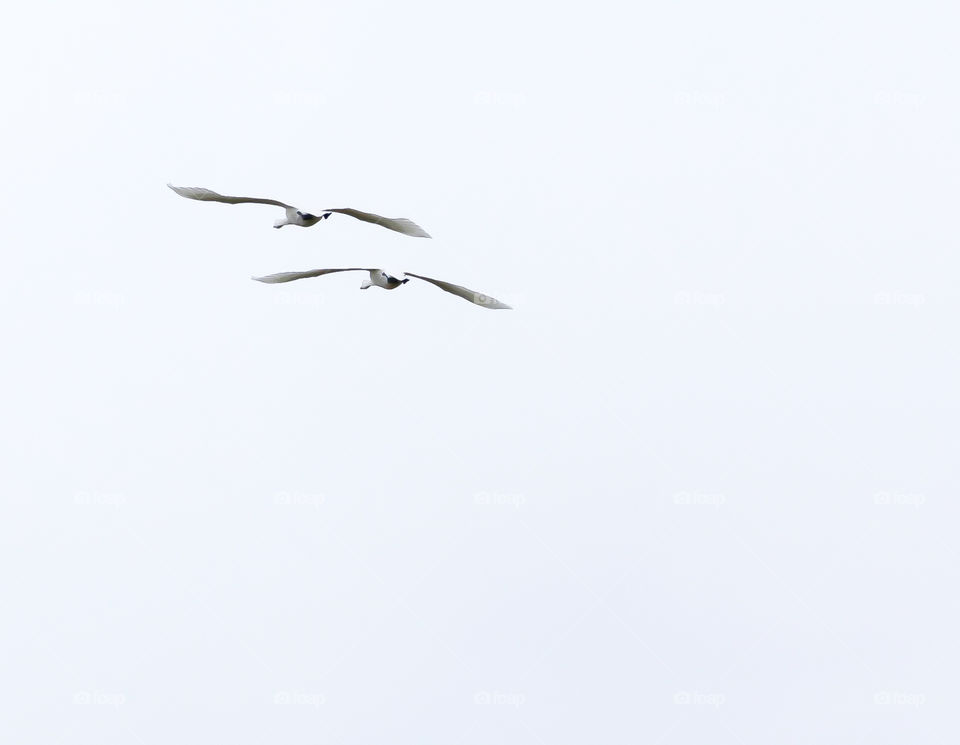 Swans in flight