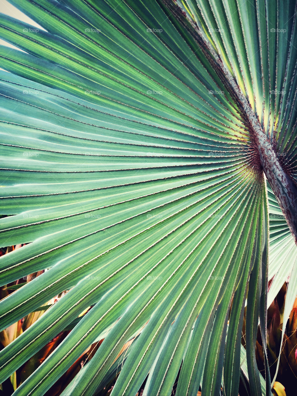 Palm leaf close up design 