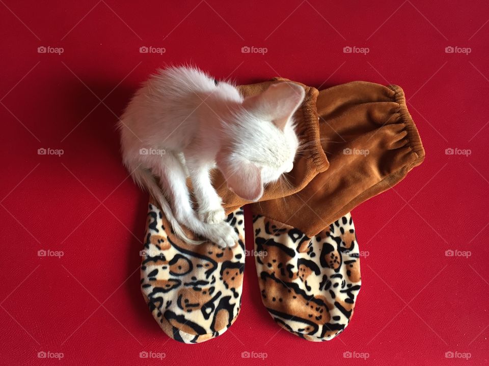 My white kitten sits on brawn fur socks