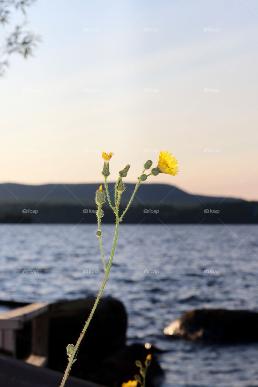 Dandelion at the lake at sunset Adirondack Mountains, New York State