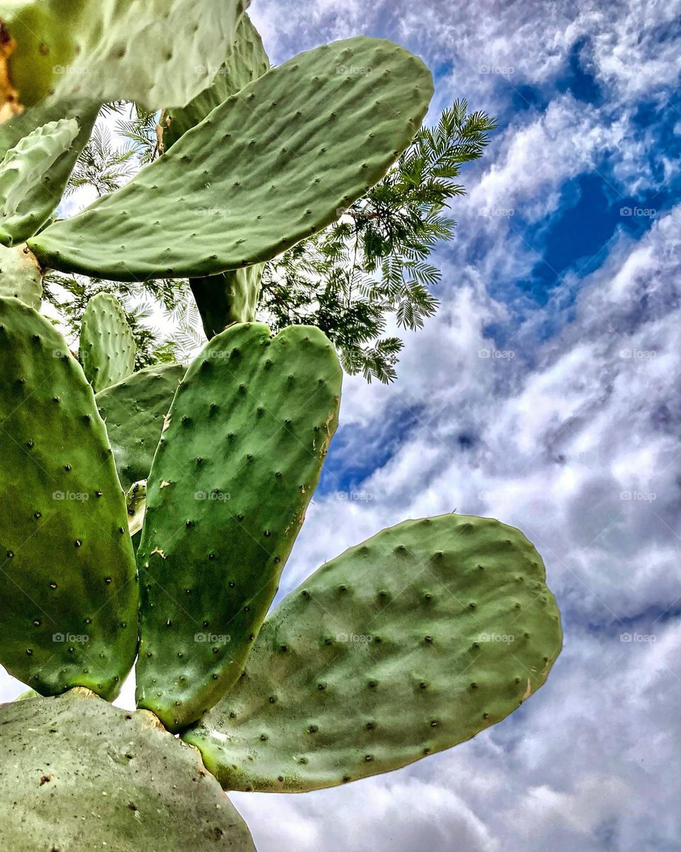 Cactos ao infinito!

A fotografia desestressa.

📸 #FOTOGRAFIAéNOSSOhobby
#sky #céu #natureza #horizonte #fotografia