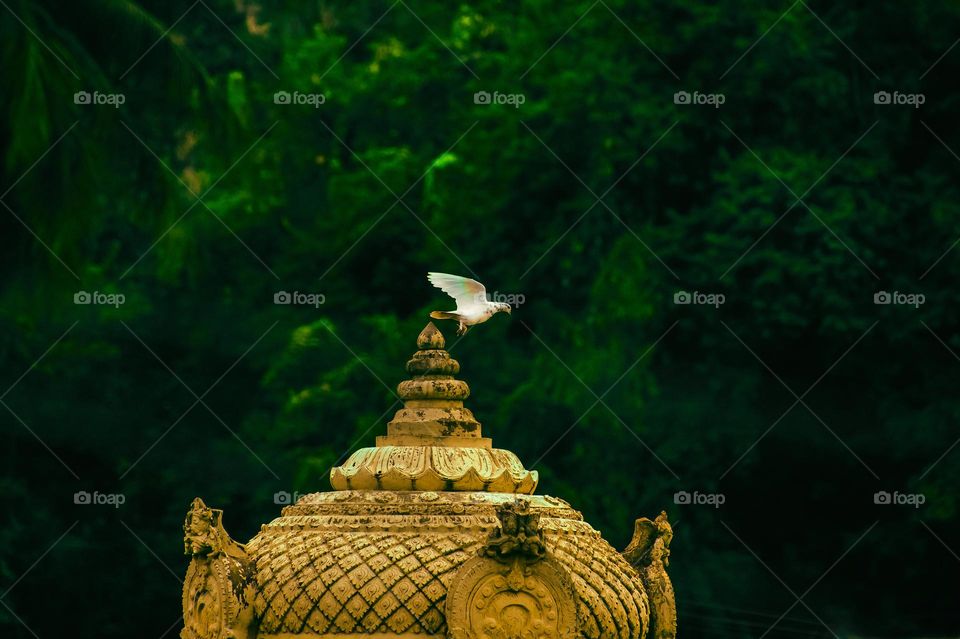 Temple bird