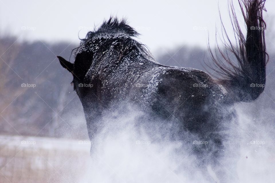 Bucking horse in winter snow 