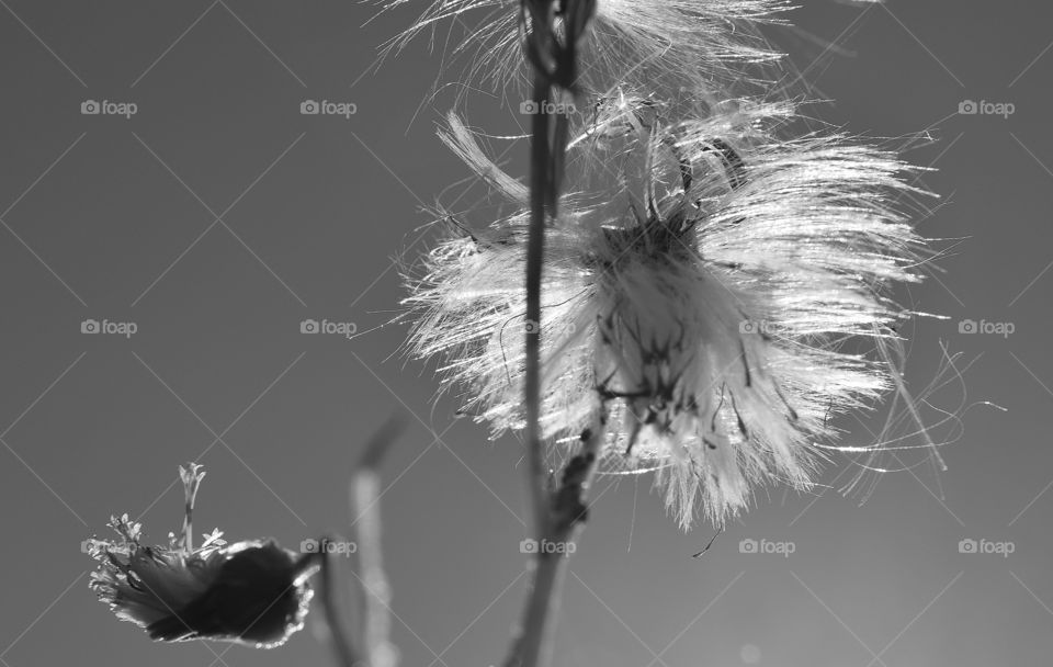 Flower done in black-and-white