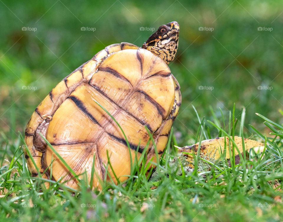 Male box turtle peeking sideways stomach
