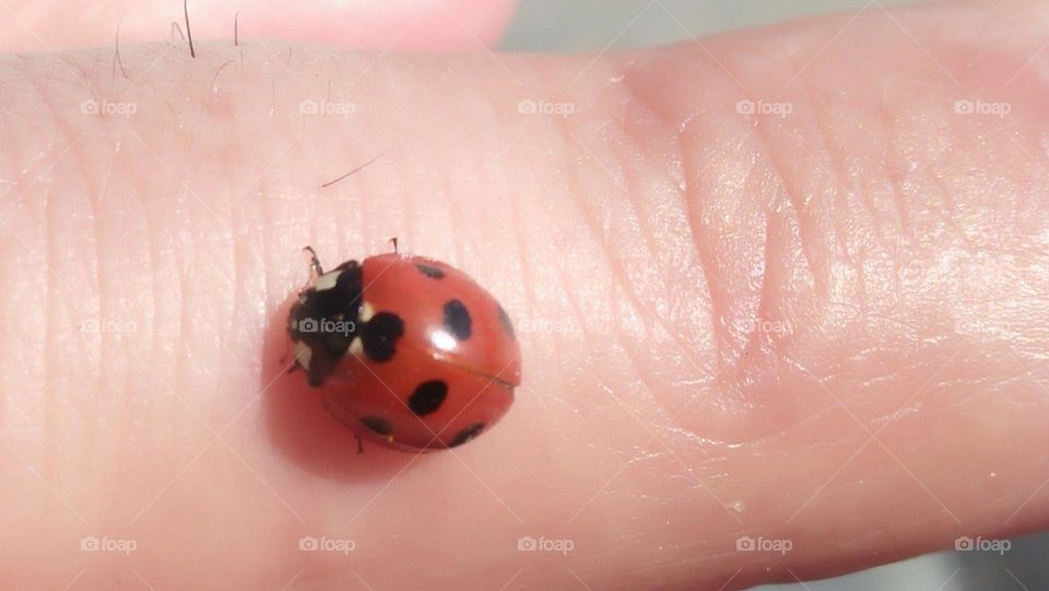 macro ladybug on my finger.