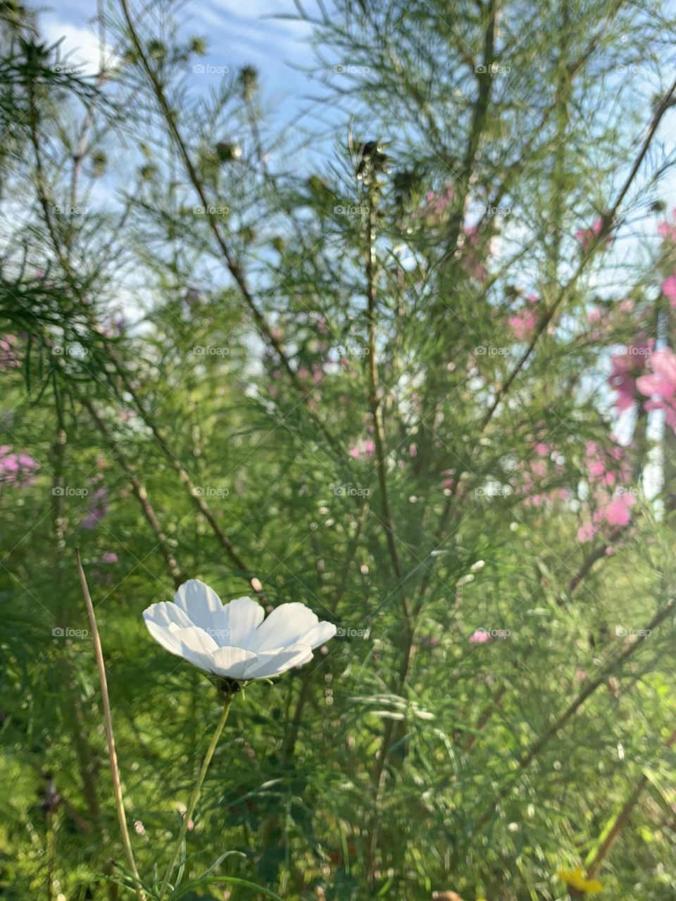 White flower in a field