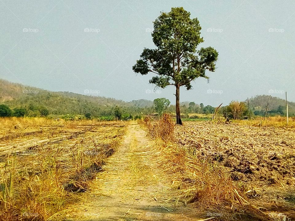 Mountains,tree , sky, farmland  , soil, landscape
