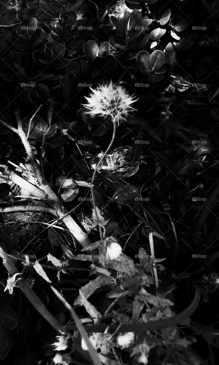 Delicate vibrant beautiful dandelion
in wild nature