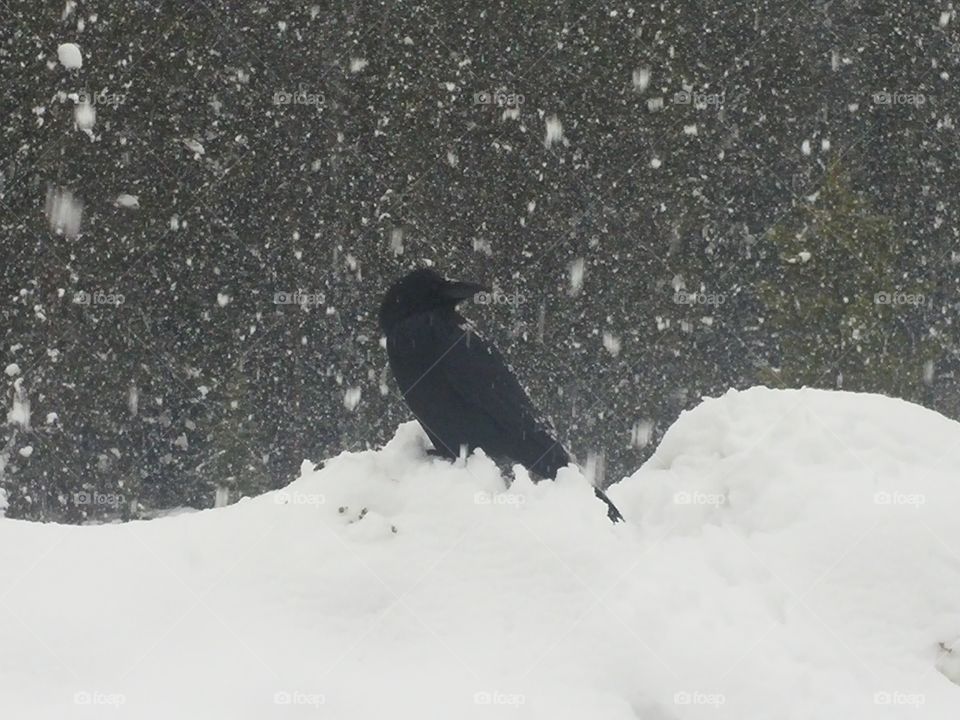 Crow in the snow fall
