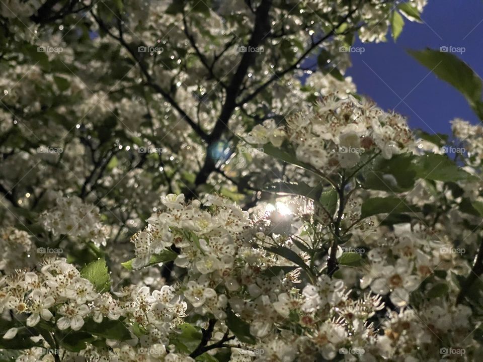 Midland Hawthorn Flower Tree