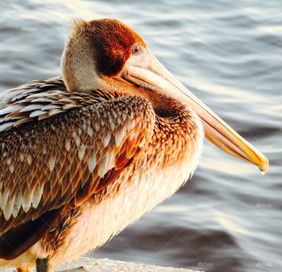 Close-up of brown pelican