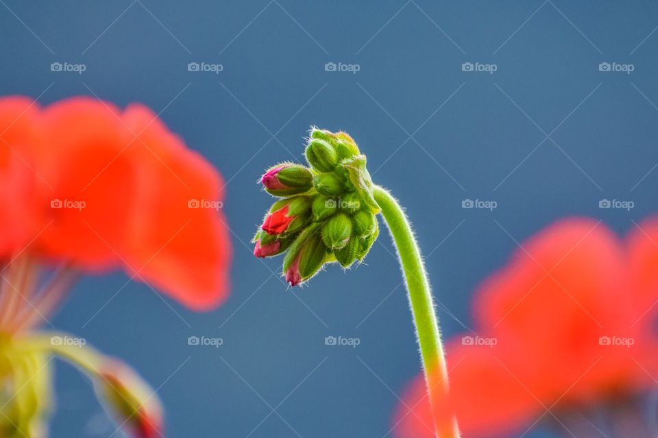 Flower bud