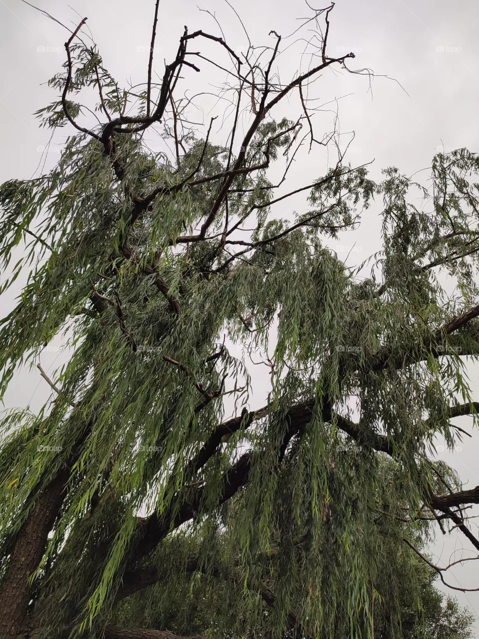 Willow tree