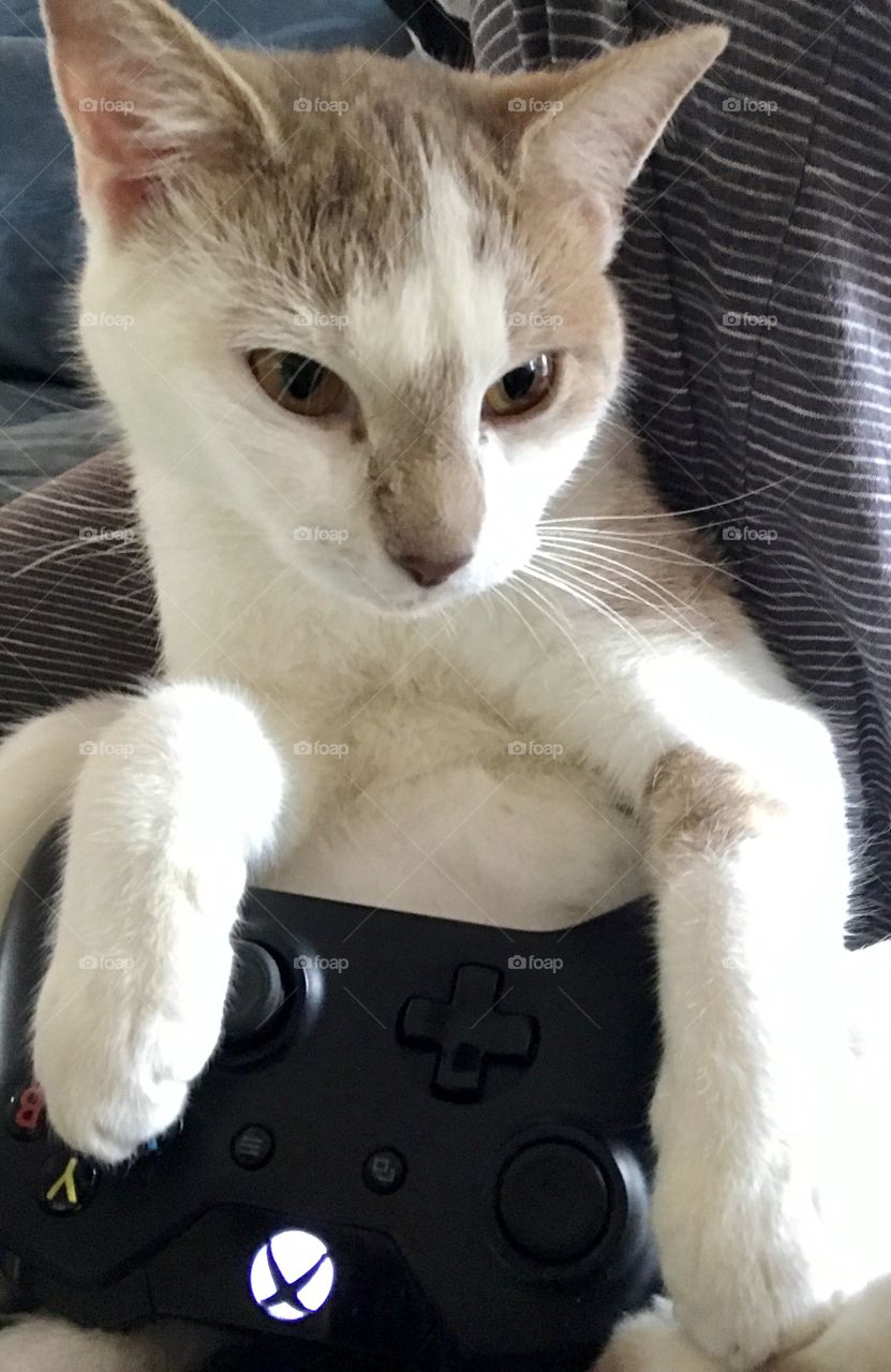 Cat playing video games