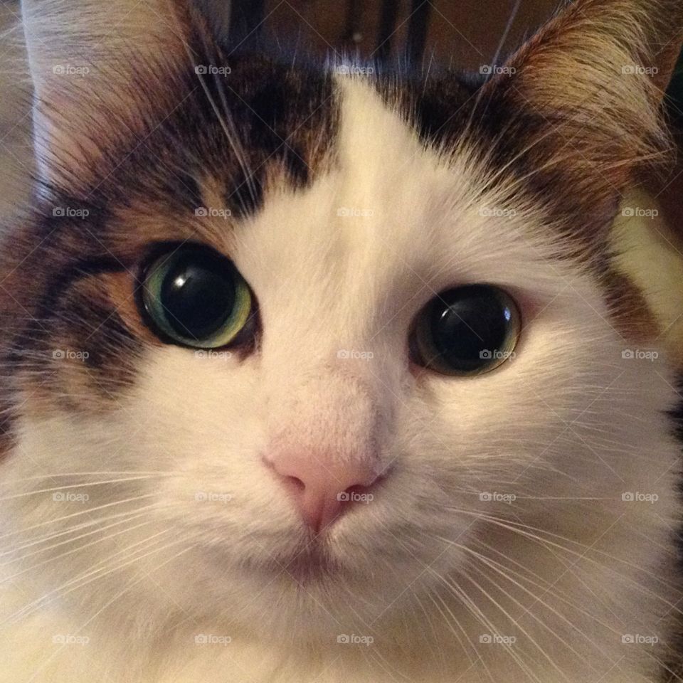 Crazy eyes. I can do anything if I keep looking at you like this! 😼