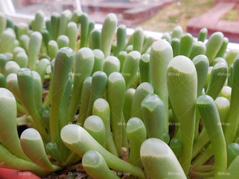 House plant in pot succulent baby toes