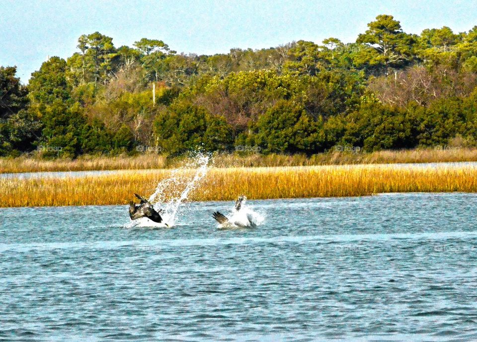 Diving pelicans 