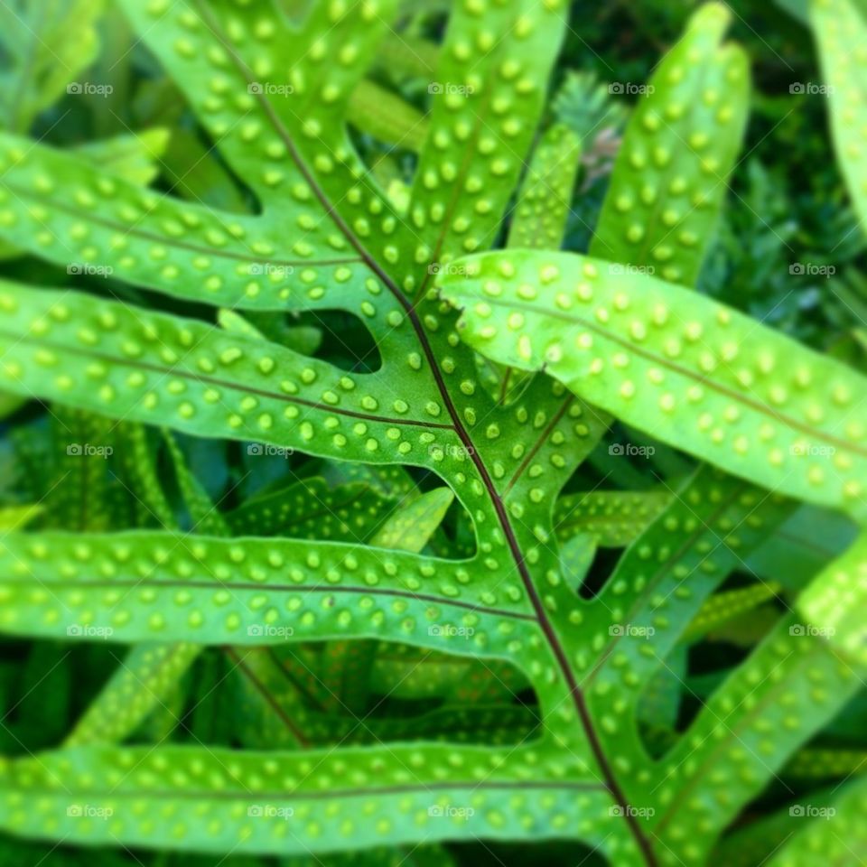 The Beautiful Plants in Hawaii
