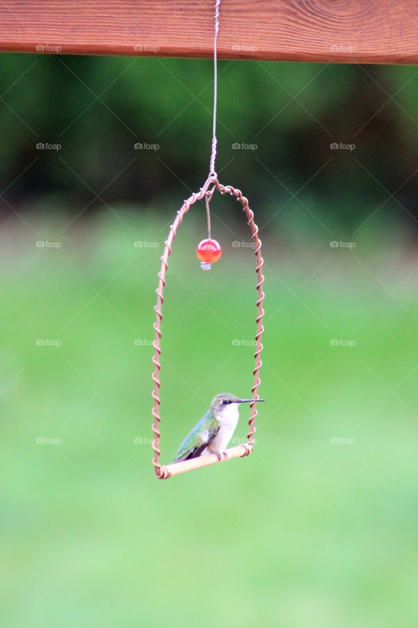 Just a bird and his swing