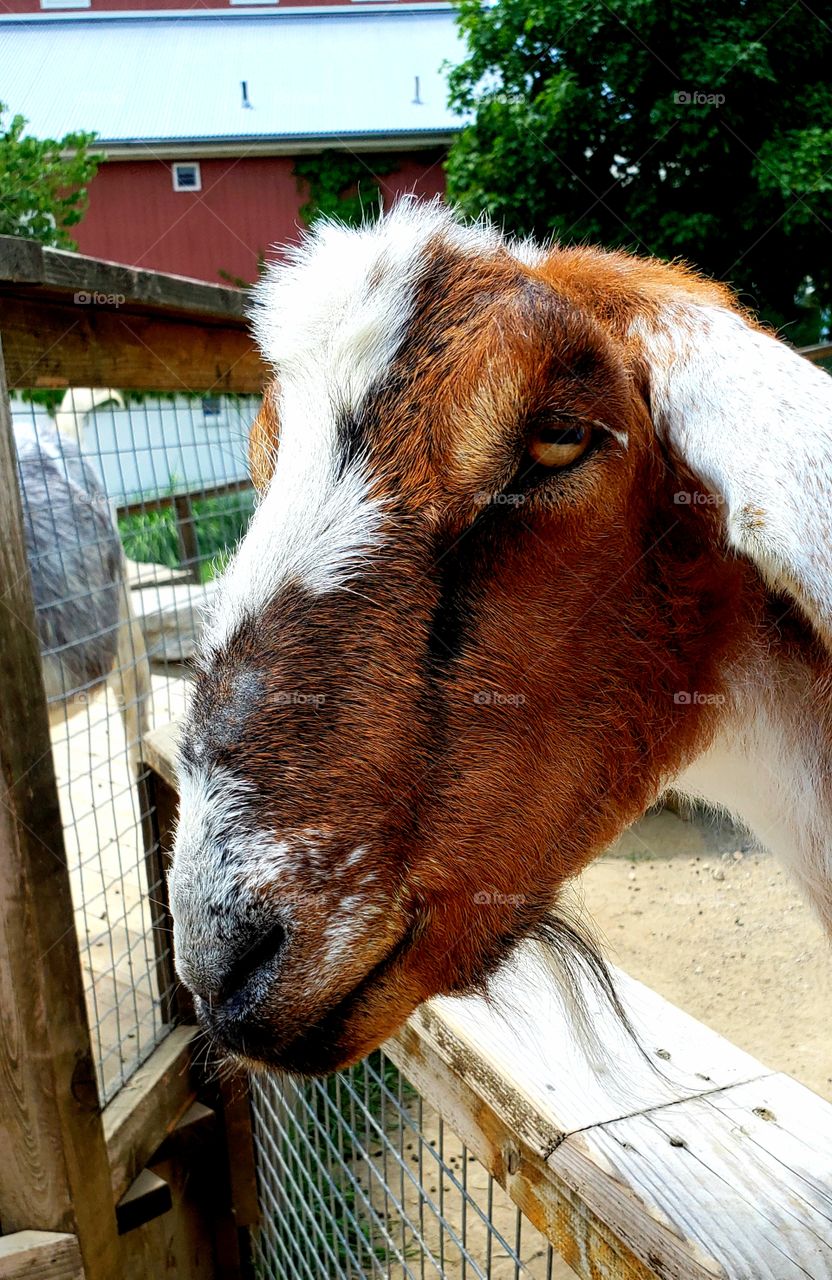 Sweet goat at the Kansas City Zoo! What fun!