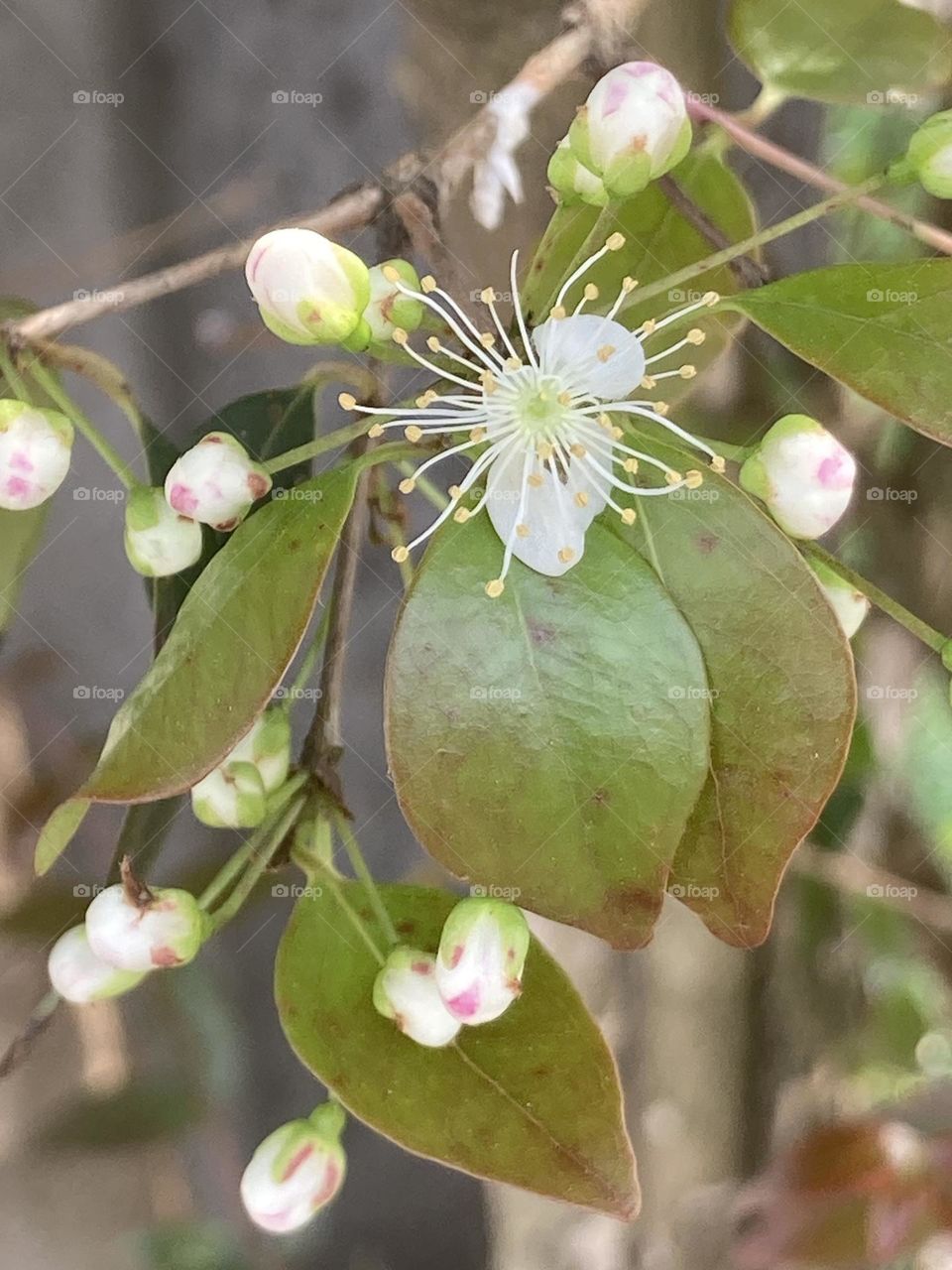 Flor de pitanga, flor branca com estames bem longos. Folhas bonitas e vários botões florais.