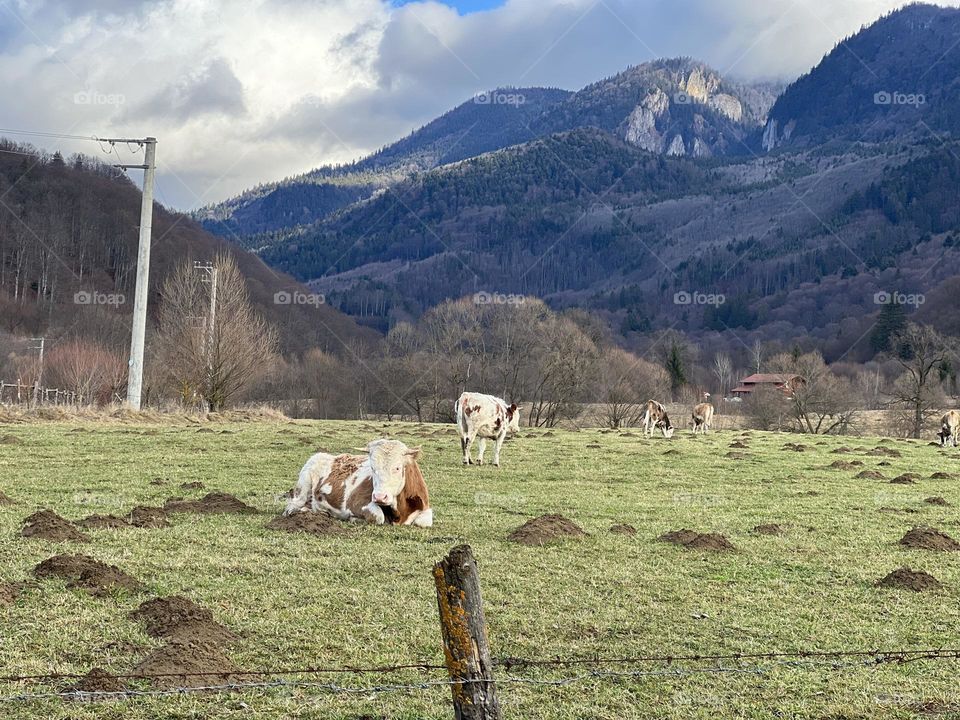 A farm and cows