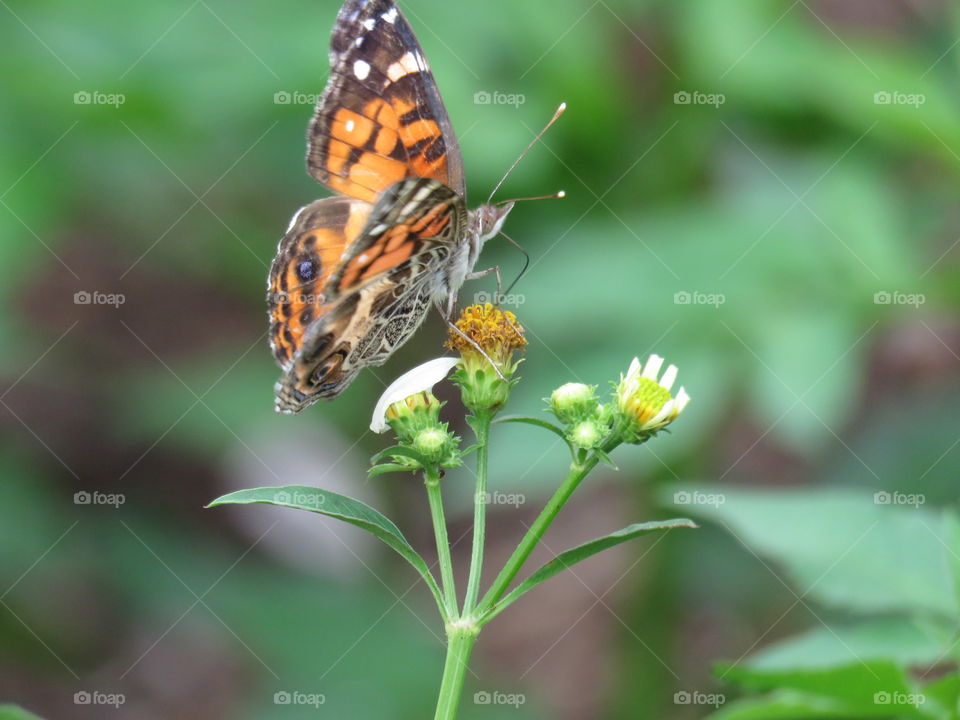 Florida butterfly