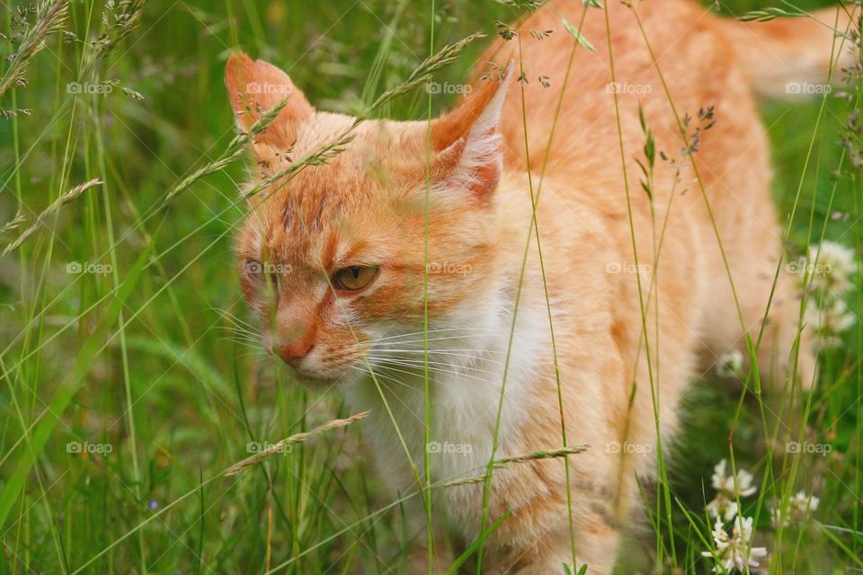 Handsome Ginger