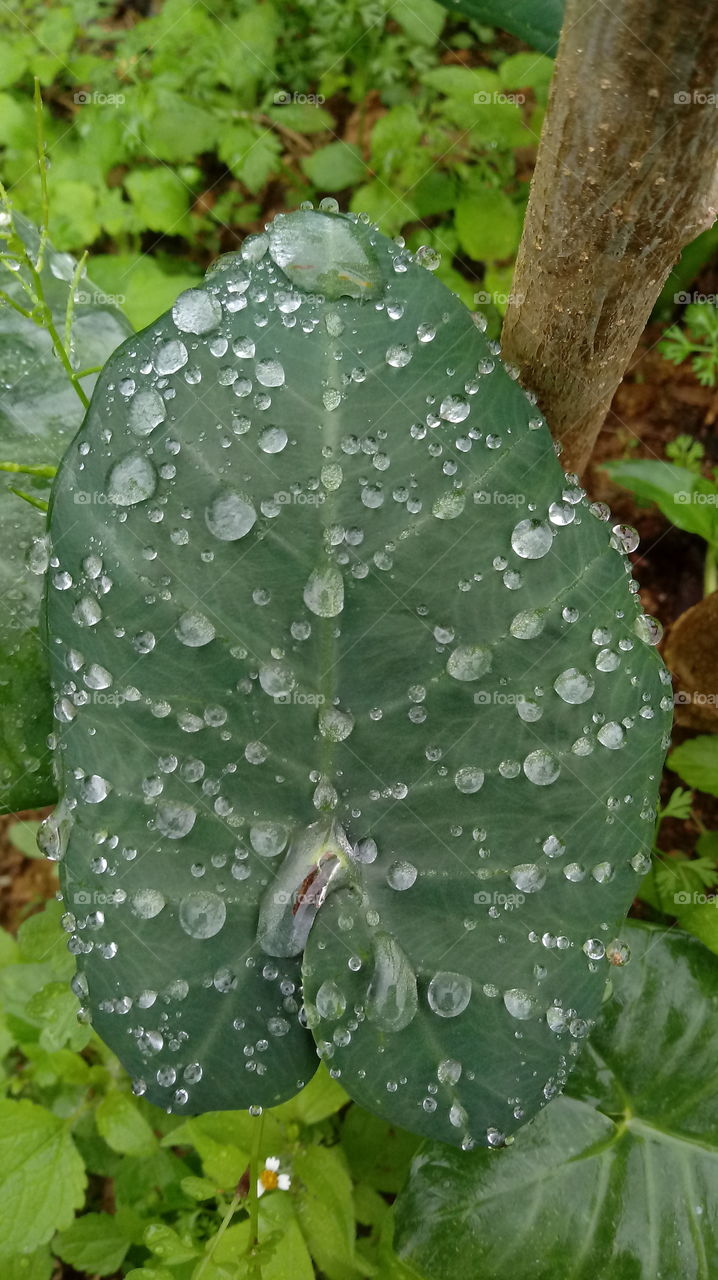 NATURE NATURAL ENVIRONMENT FLORA LEAF WATER DROPS