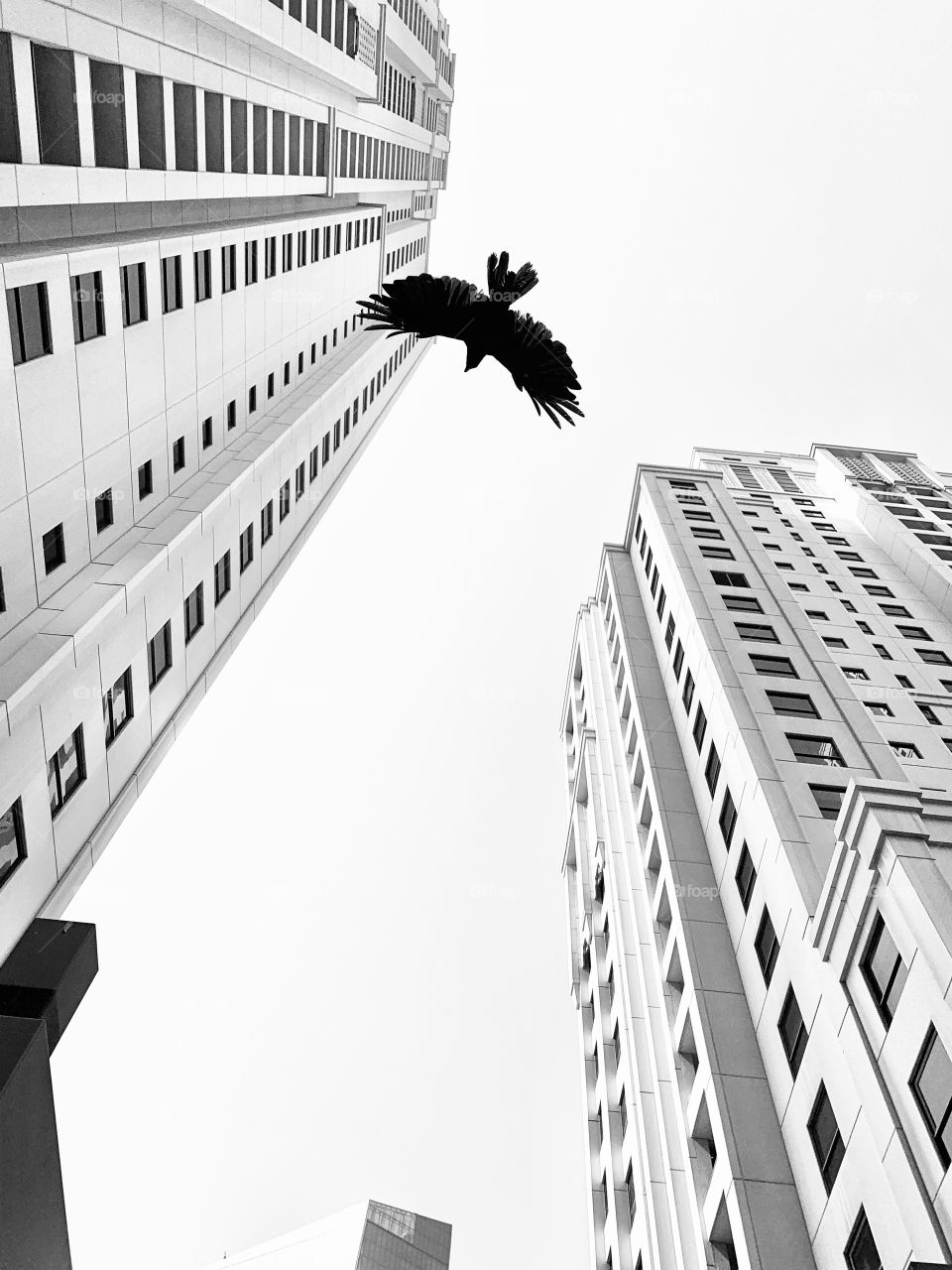 Bird fly between skyscrapers 