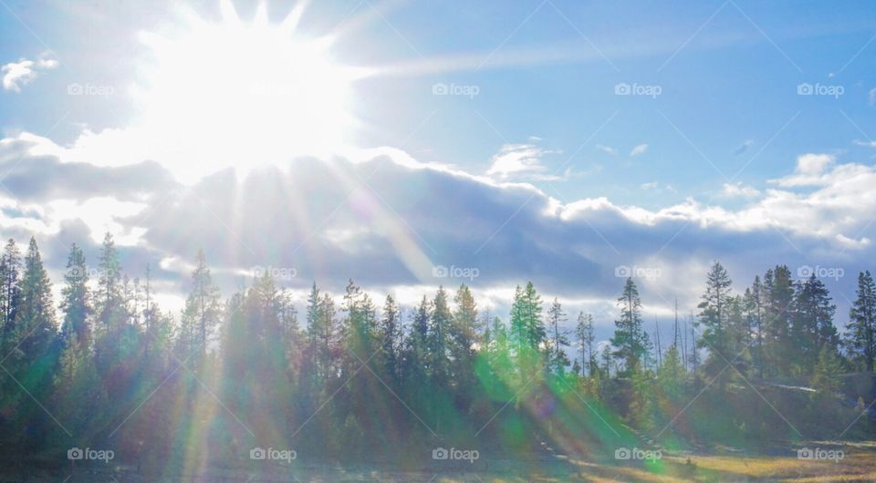 Sunlit Pine Landscape 