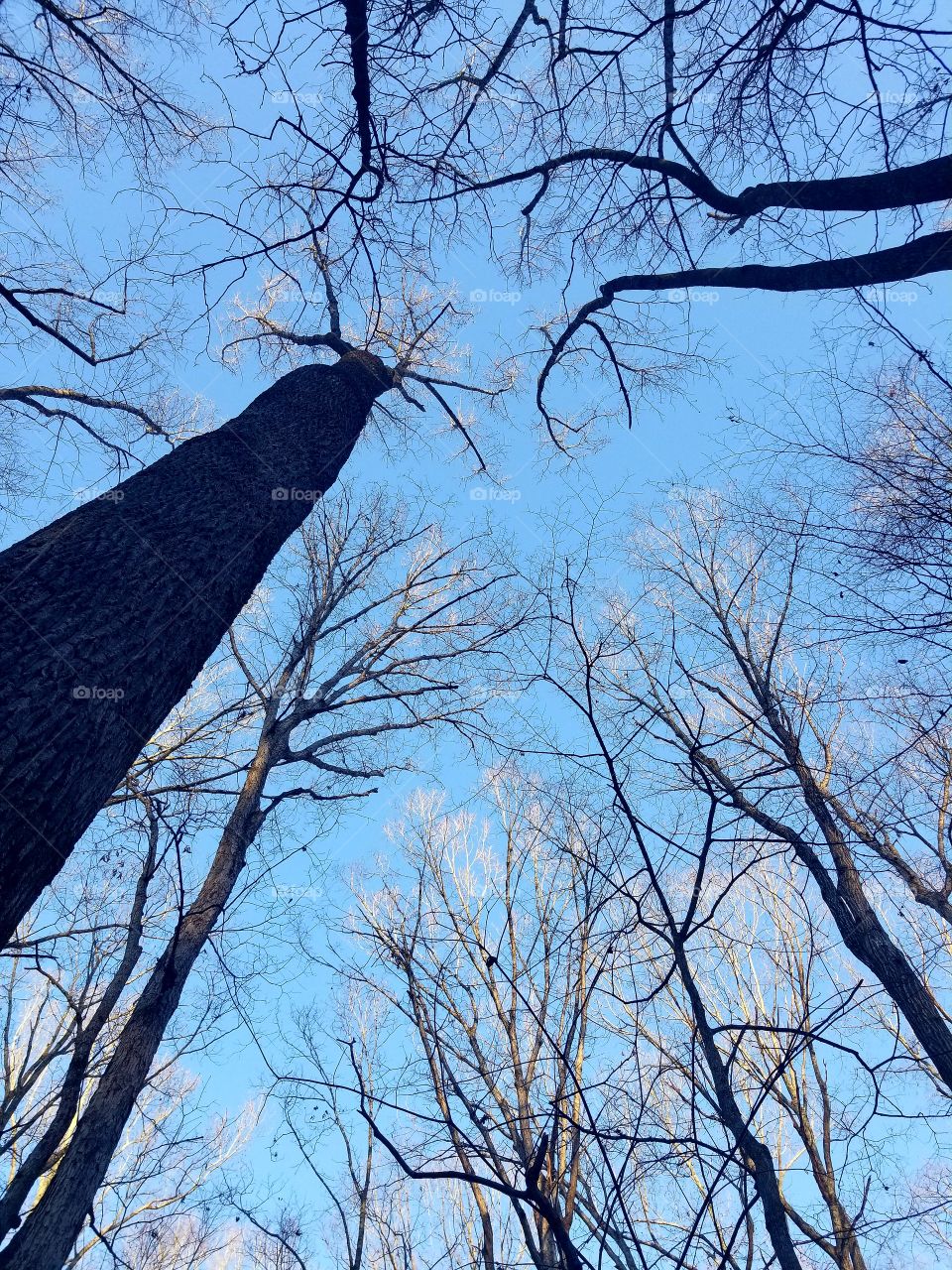 Looking up at the sky through the leaf-less trees.