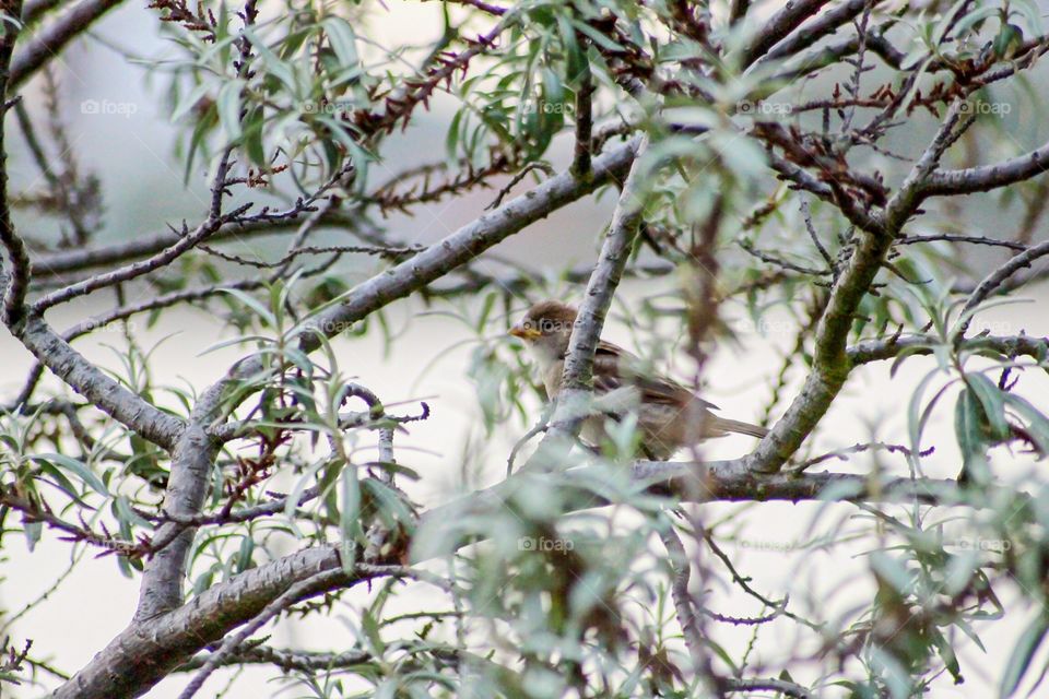 Bird in tree. Taken on my canon DSLR with a 300mm lens ! Enjoy 