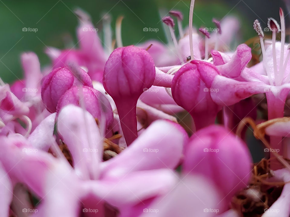 Close up the beautiful magenta pink Mexican Hydrangea cluster flowers with some buds in full bloom and others almost ready to bloom.