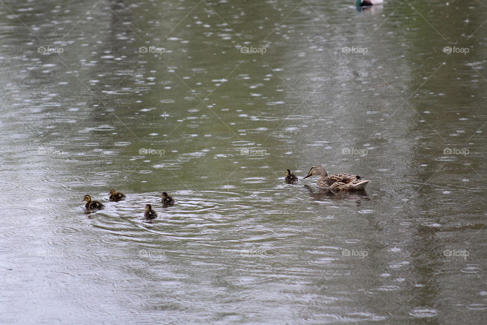 adorable duck family enjoying a rainy day at the pond