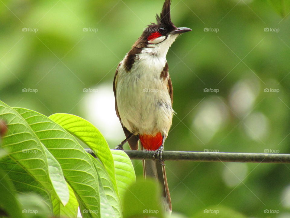 The red-whiskered bulbul (Pycnonotus jocosus), or crested bulbul, is a passerine bird found in Asia. It is a member of the bulbul family.