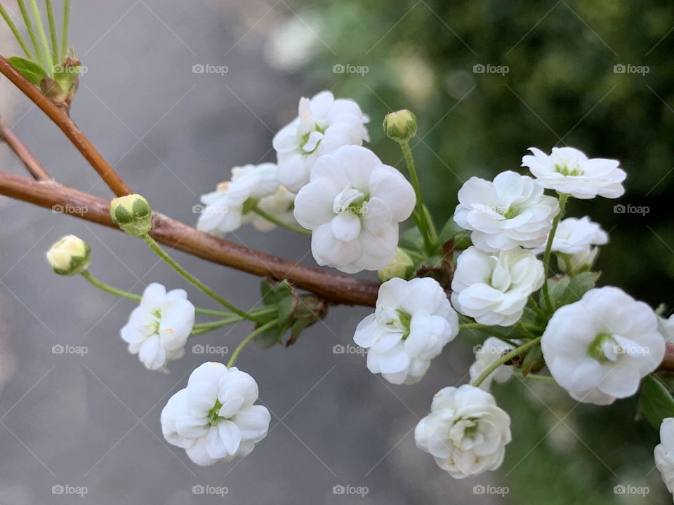 Bridal wreath spirea 