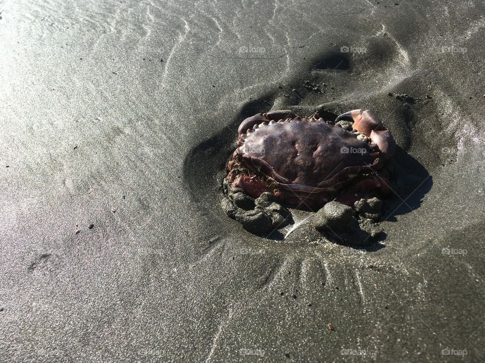 Crab on a small beach in California. Beautiful sunny day with a light ocean breeze! 