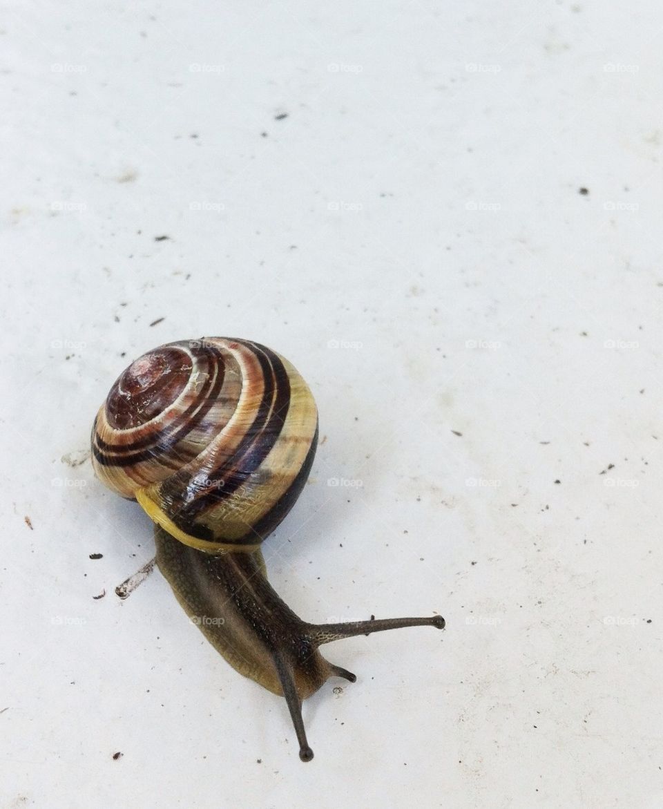 Snail