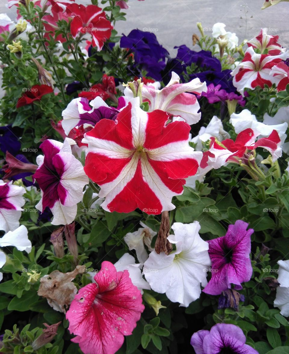 colorful flowers growing in the flowerbeds summer time