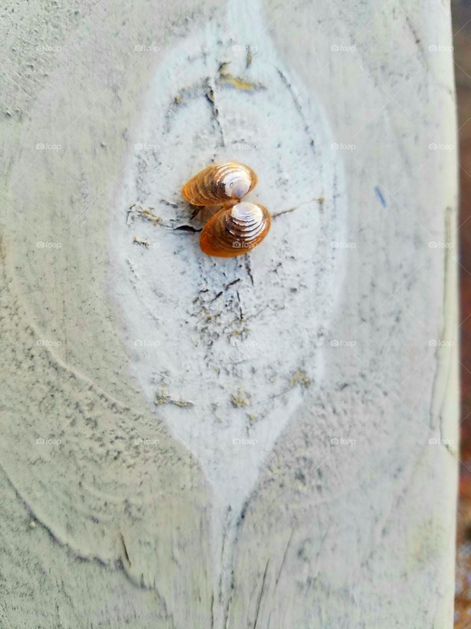 shell on wood