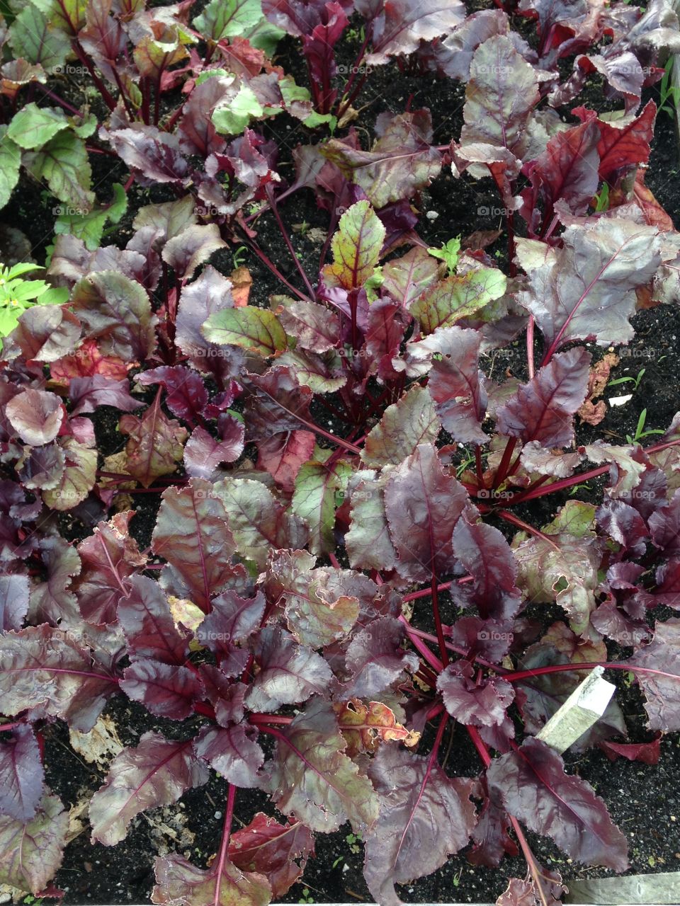 Fresh red lettuce