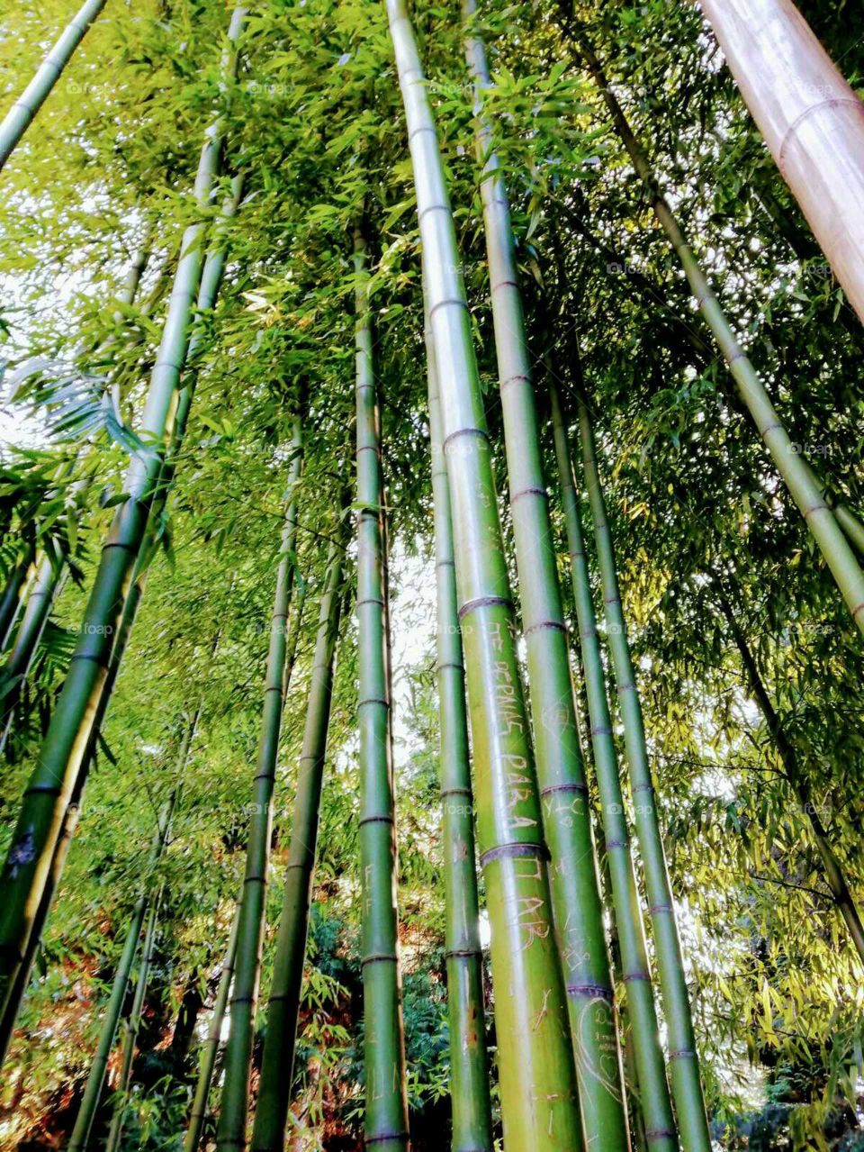 Autumn/Fall at The Porto Botanical Garden