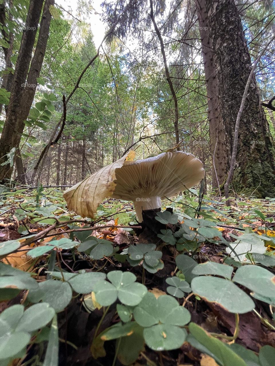  mushroom in autumn forest 