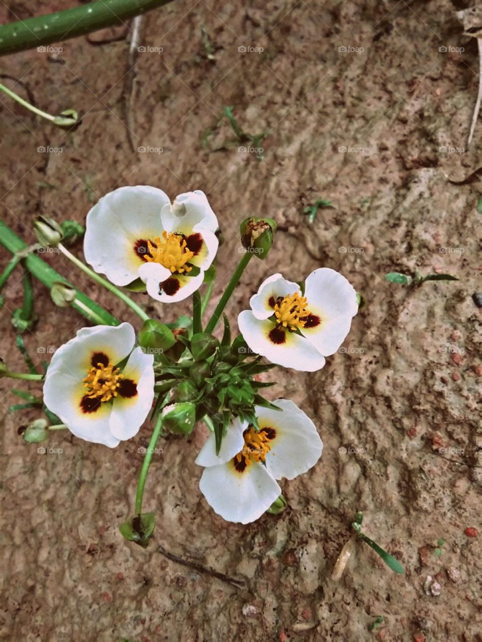 Flores intrusas do arrozal.